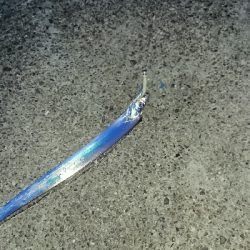 釣り部  釣行記  31