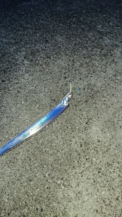 釣り部  釣行記  31