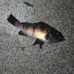 同じポイントにて。