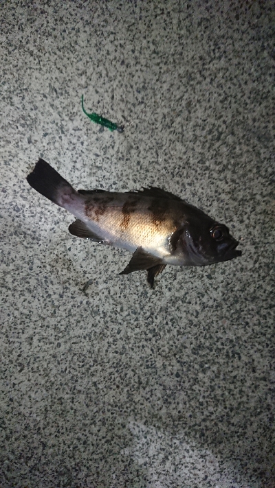 同じポイントにて。