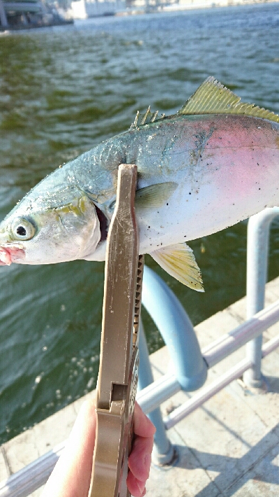 ポツリポツリ モジャコ