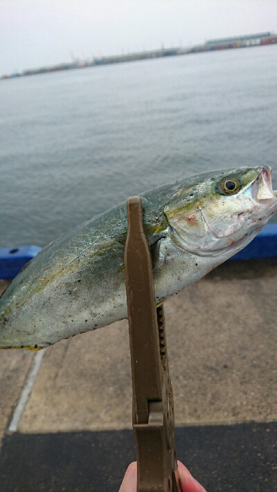 ツバスいるやん