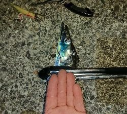 釣り部 釣行記 32