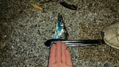 釣り部  釣行記  32