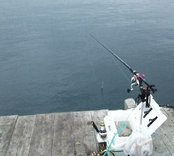 ヒラスズキ爆釣!!