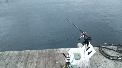 ヒラスズキ爆釣！！