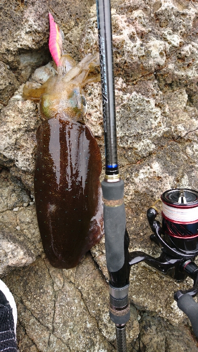 イカが釣りたくて