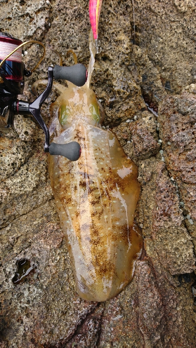 まだ釣れてます