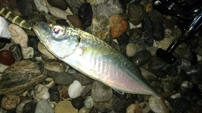 仁淀川河口周辺サーフライトショアジギング