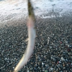 仁淀川河口周辺サーフ、ライトショアジギング