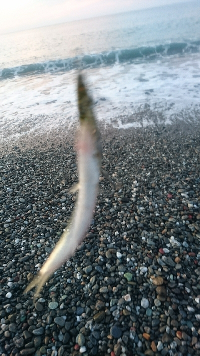 仁淀川河口周辺サーフ、ライトショアジギング