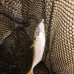 サクッとアジング