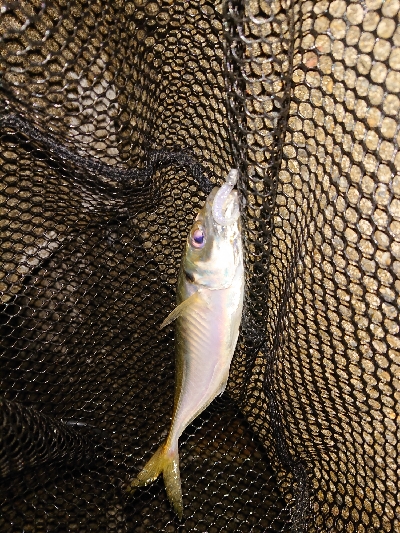 サクッとアジング