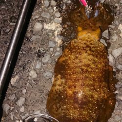 爆風深夜徘徊遠征エギング