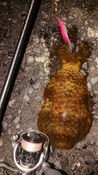 爆風深夜徘徊遠征エギング