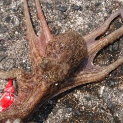 昼練オクトパッシング！