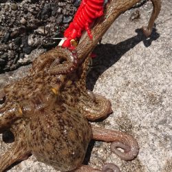 昼練…オクトパッシング