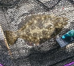 キス釣りからのヒラメ狙い！