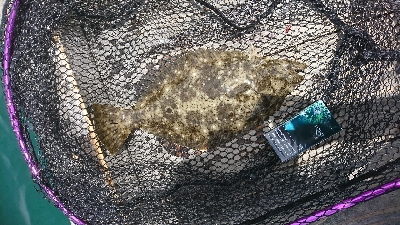 キス釣りからのヒラメ狙い！