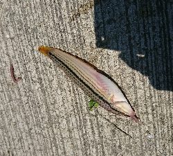 ベラ＆ガッチョの猛攻(笑)