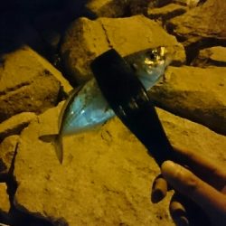 本気のアジング