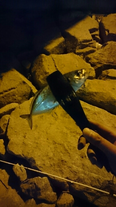 本気のアジング