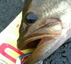 仕事帰りの寄り道