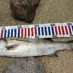 ベイトシーバス初めました⤴️