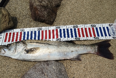 ベイトシーバス初めました⤴️