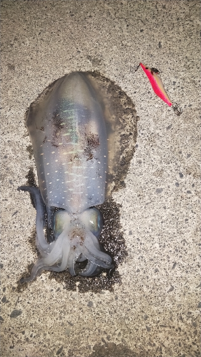 久しぶりのアオリ