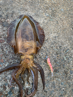 大型アオリイカ釣果！！