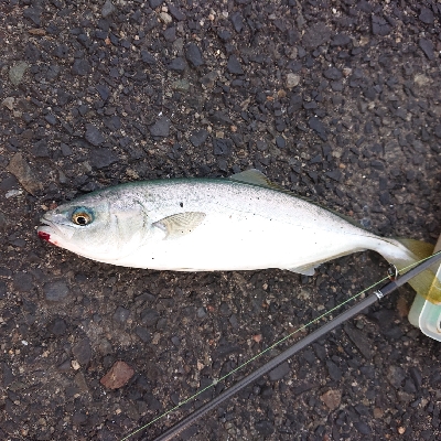 やっと釣れたぁ！