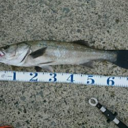 朝マズメにトップ一発！70アップ3キロオーバーゲット！