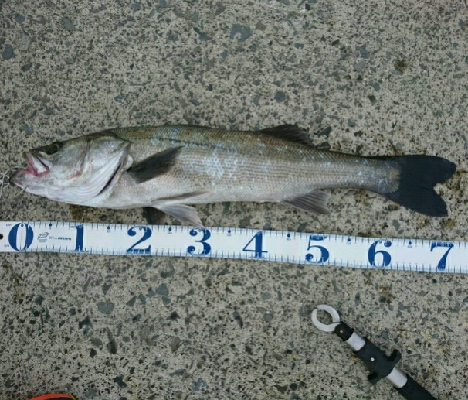 朝マズメにトップ一発！70アップ3キロオー…