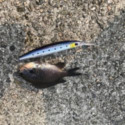 明石一文字 ジギング