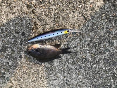 明石一文字 ジギング