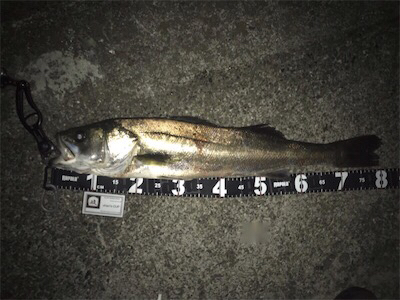 人生3度目のランカー出ました！