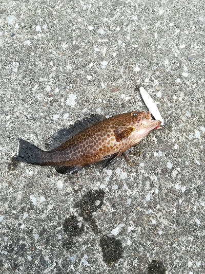 久しぶりのオオモンハタ