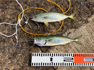 ツバスと小さなタコ