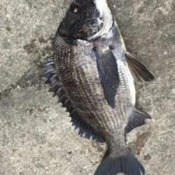 チヌさんの活性が高い