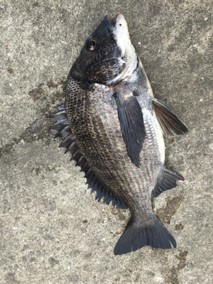 チヌさんの活性が高い