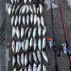 オールナイトメバリング