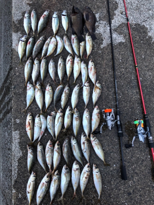 オールナイトメバリング