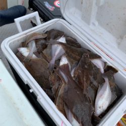 ソウハチカレイシーズンイン!