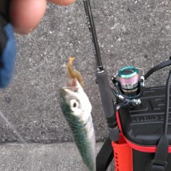 エサを沢山用意してきたものの…