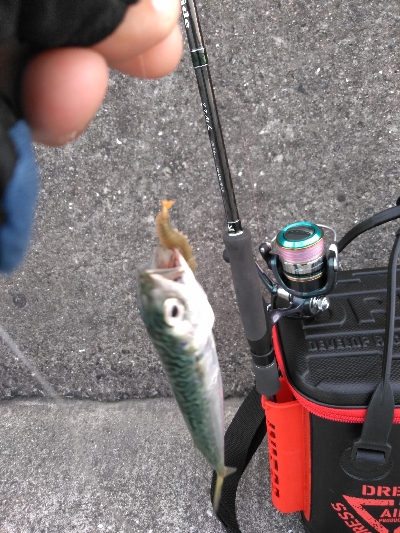 エサを沢山用意してきたものの…