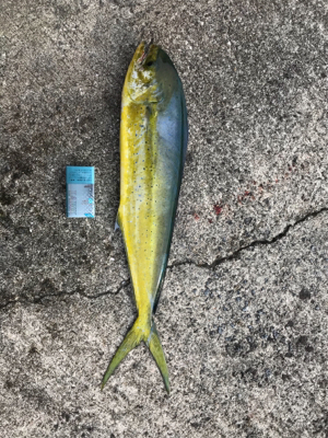 口を使わせられない