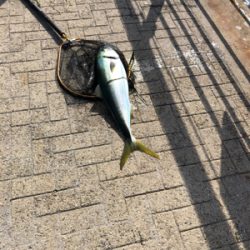 ショアジギング