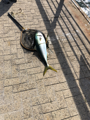 ショアジギング