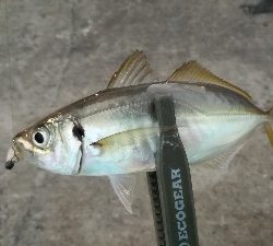 ナイトアジング